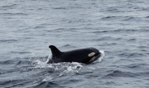 Kemunculan Paus Orca di Perairan Pulau Maratua, Berau.