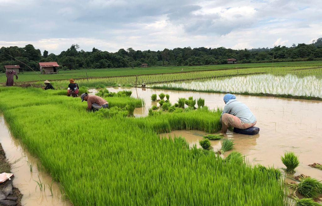 Lahan pertanian di Kabupaten Berau. (IST)