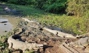 Ilustrasi penangkaran buaya.