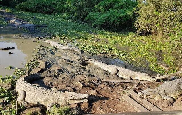 Ilustrasi penangkaran buaya.