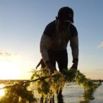 Ilustrasi Budidaya Rumput Laut.