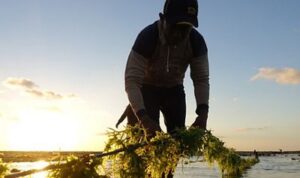 Ilustrasi Budidaya Rumput Laut.