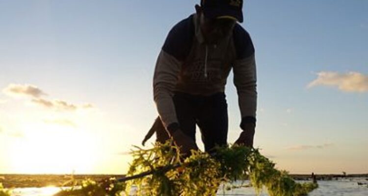 Ilustrasi Budidaya Rumput Laut.