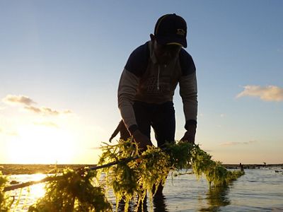 Ilustrasi Budidaya Rumput Laut.