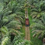 Ilustrasi perkebunan kelapa sawit.