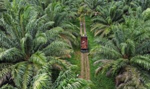 Ilustrasi perkebunan kelapa sawit.