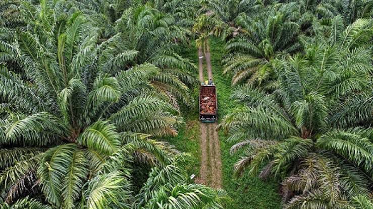 Ilustrasi perkebunan kelapa sawit.